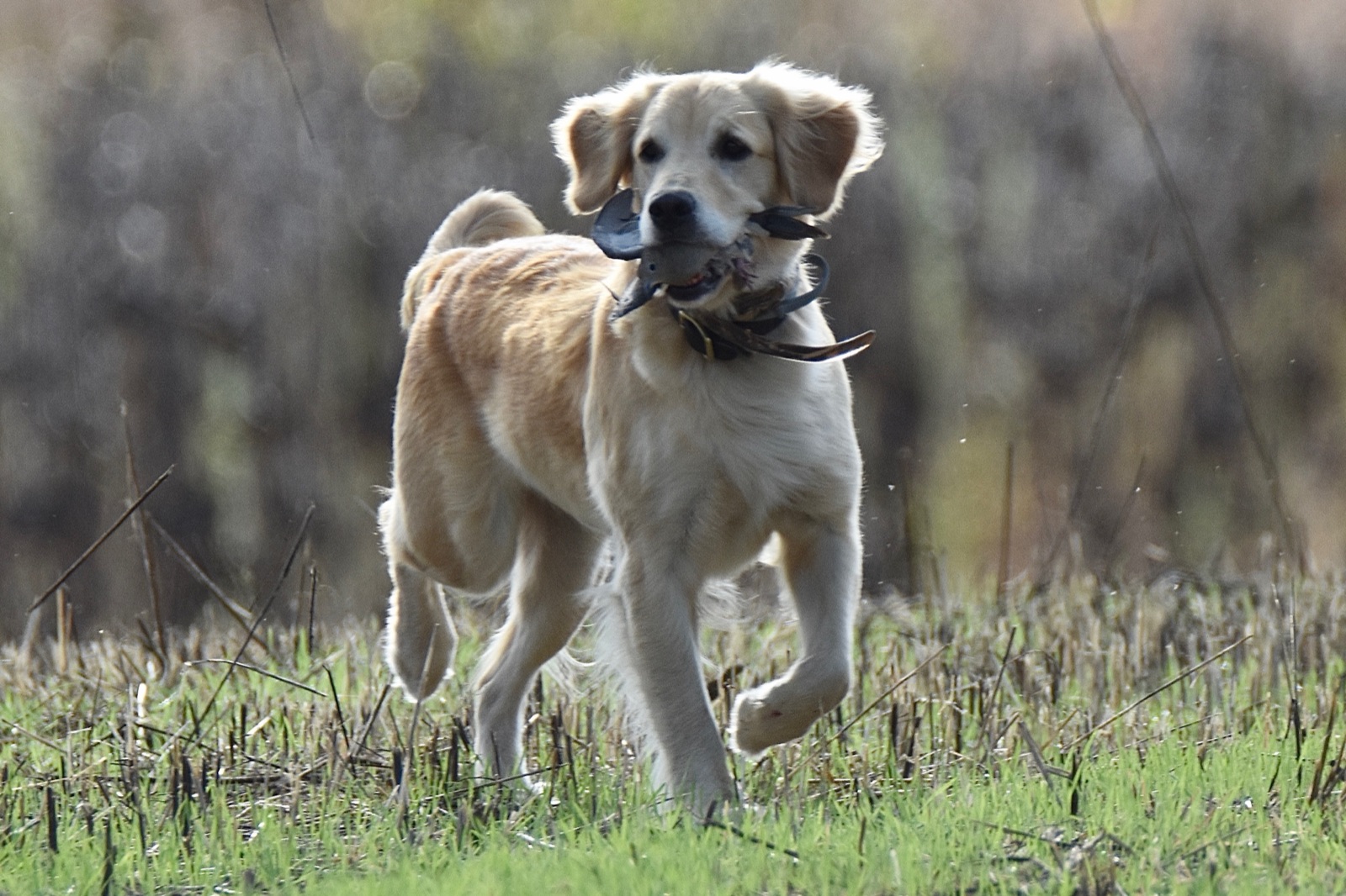 A golden retriever bringing back a dove during the hunt.