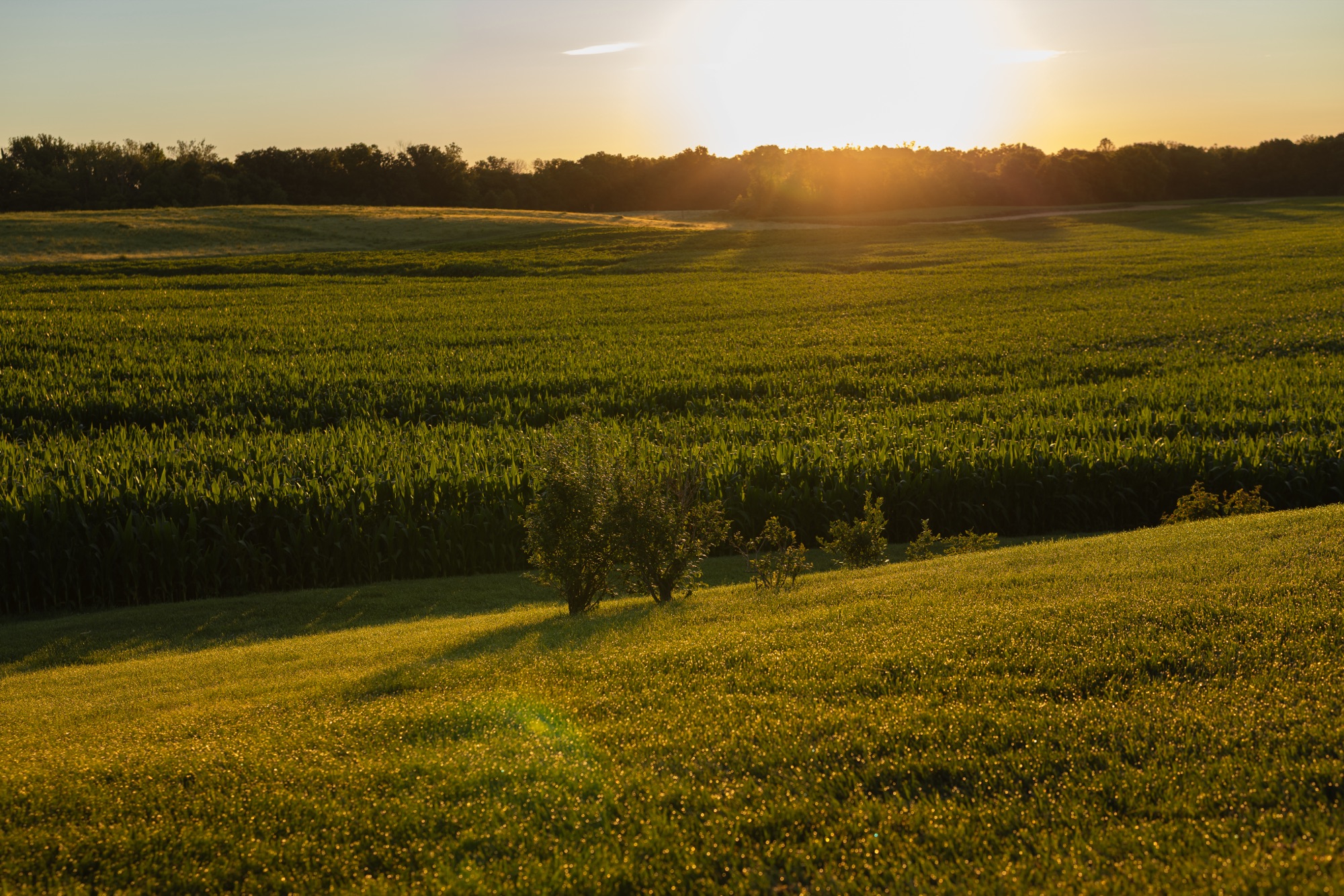 Sunset light over the fields in west-central Indiana.