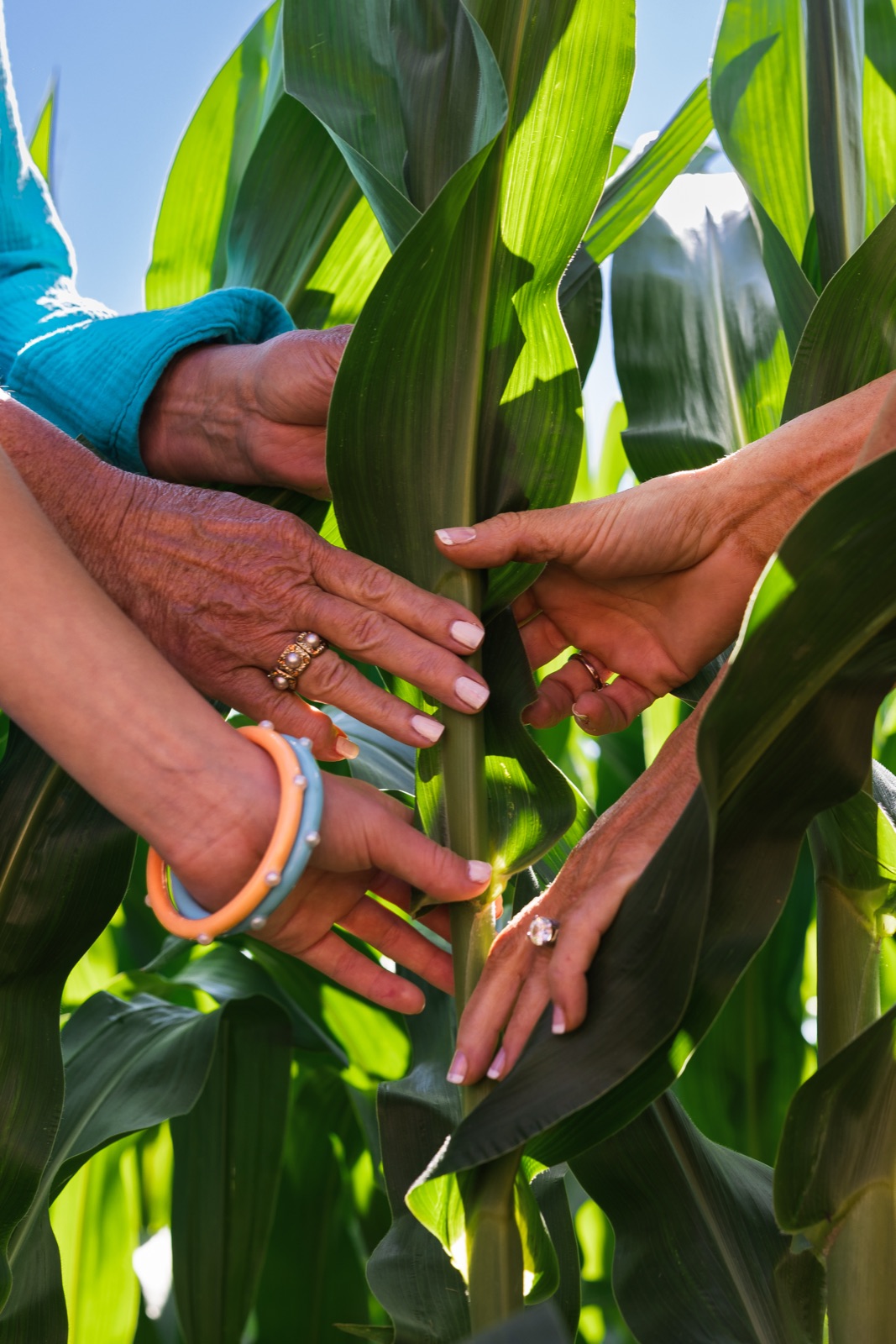 Several pairs of hands holding the same corn stalk in a green field.